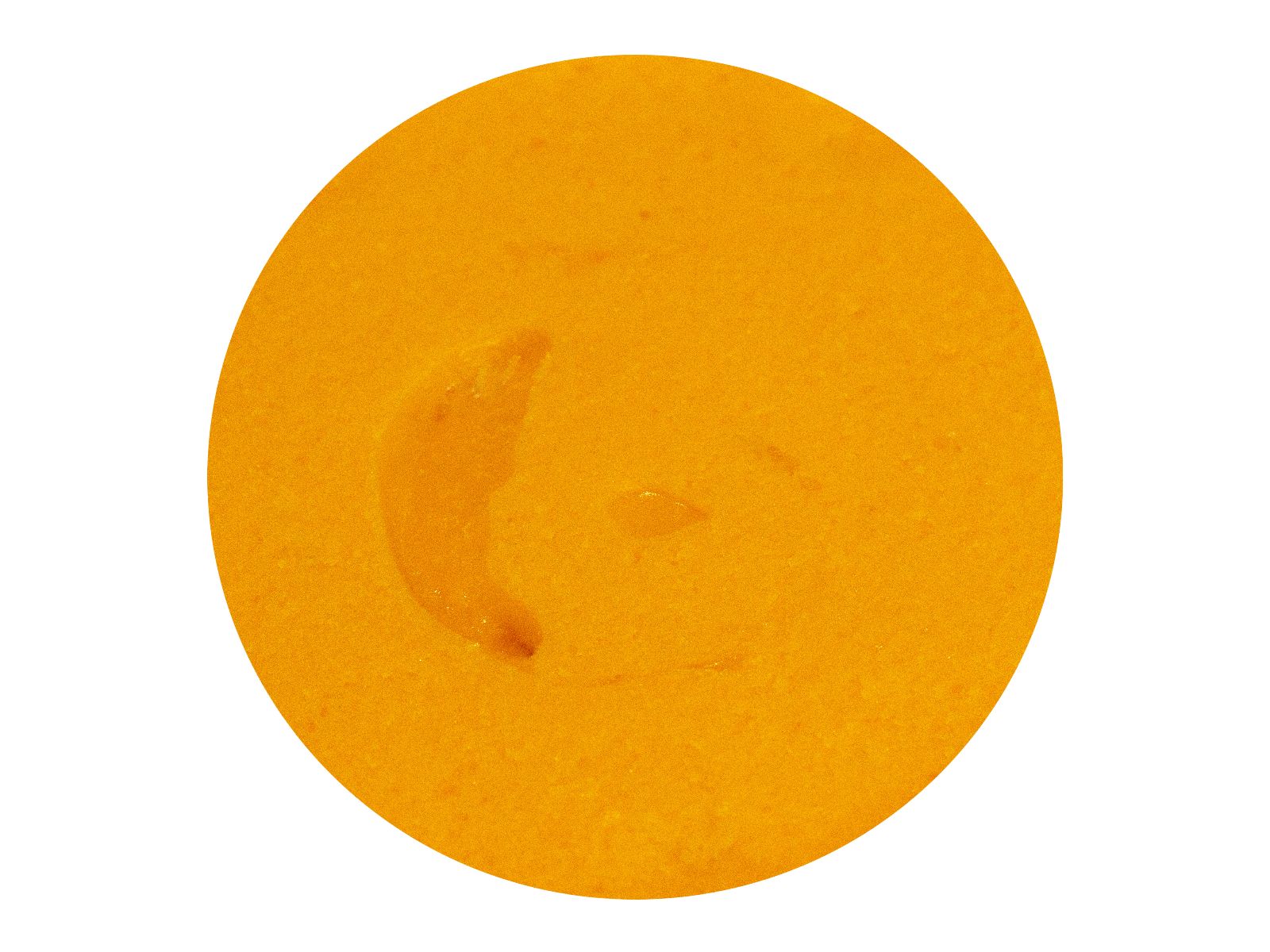 Sorbet mangue de 500 ml